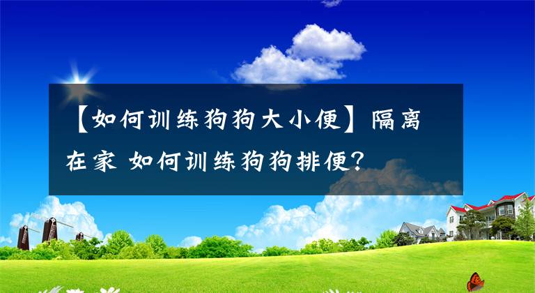 【如何训练狗狗大小便】隔离在家 如何训练狗狗排便？