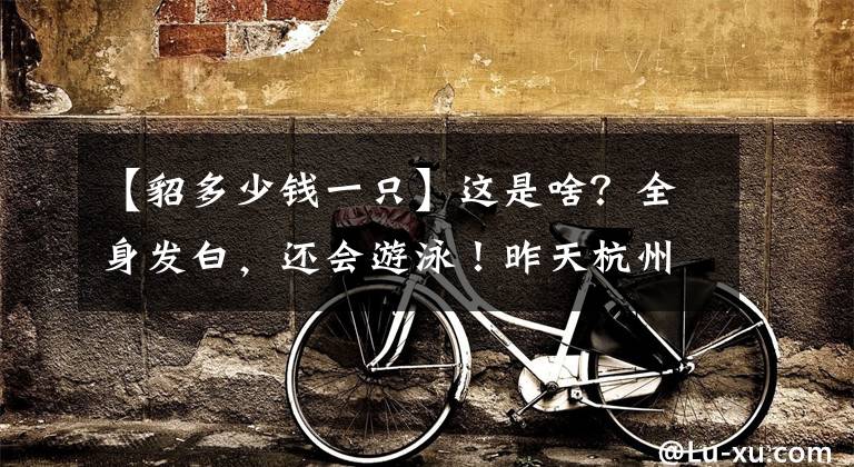 【貂多少钱一只】这是啥？全身发白，还会游泳！昨天杭州某小区出现一位“稀客”，专家说它是家养的宠物