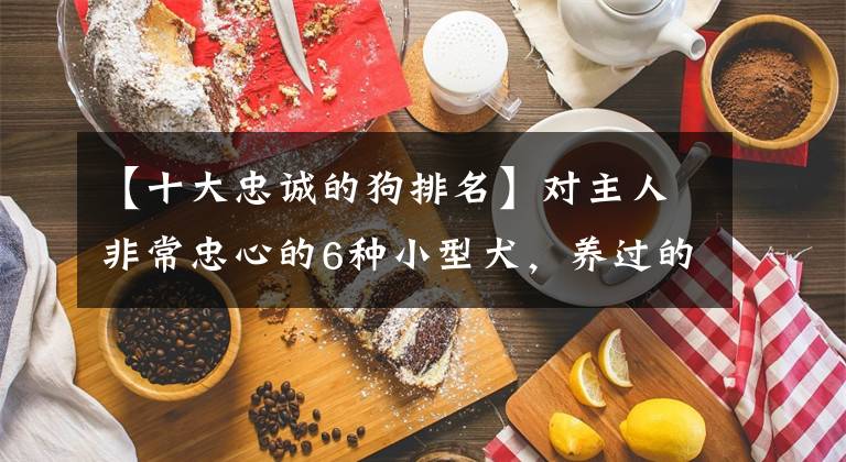 【十大忠诚的狗排名】对主人非常忠心的6种小型犬，养过的人，都说不后悔