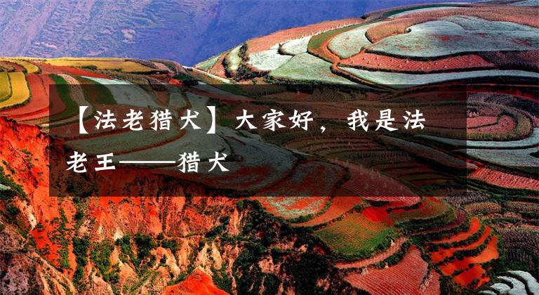 【法老猎犬】大家好，我是法老王——猎犬