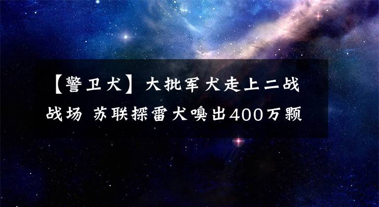【警卫犬】大批军犬走上二战战场 苏联探雷犬嗅出400万颗地雷