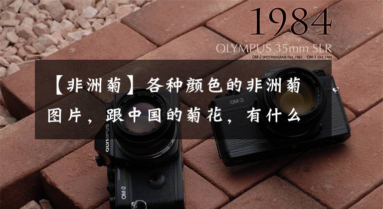 【非洲菊】各种颜色的非洲菊图片，跟中国的菊花，有什么区别呢？你知道嘛？