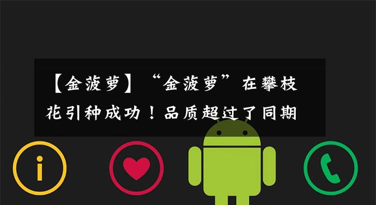 【金菠萝】“金菠萝”在攀枝花引种成功！品质超过了同期原产地菠萝