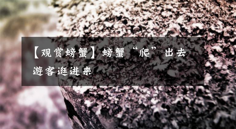 【观赏螃蟹】螃蟹“爬”出去 游客逛进来