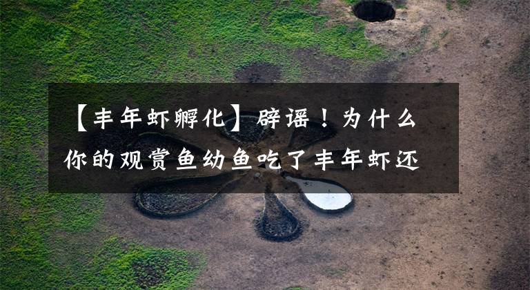 【丰年虾孵化】辟谣！为什么你的观赏鱼幼鱼吃了丰年虾还是死了？这不是你的错