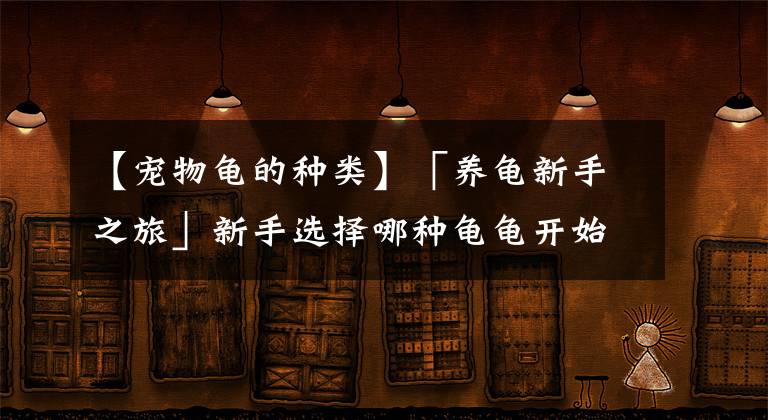 【宠物龟的种类】「养龟新手之旅」新手选择哪种龟龟开始养容易找到自信呢？