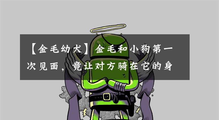 【金毛幼犬】金毛和小狗第一次见面，竟让对方骑在它的身上，是真爱没错了