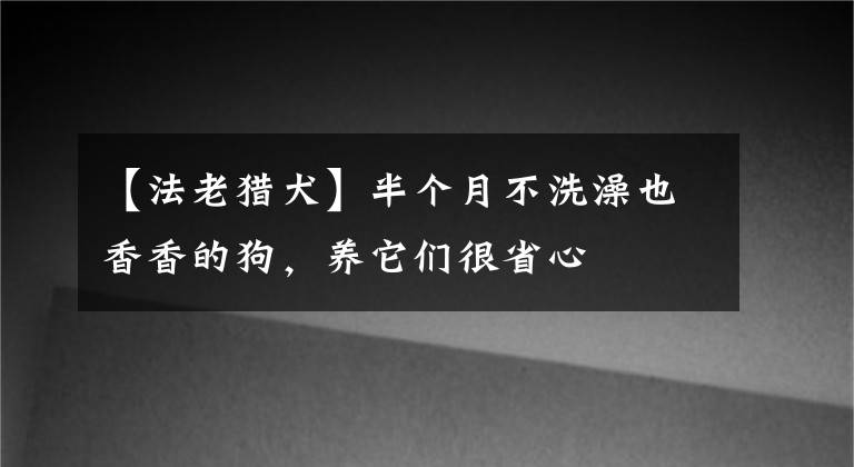 【法老猎犬】半个月不洗澡也香香的狗，养它们很省心