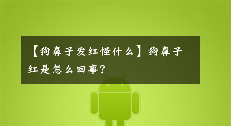 【狗鼻子发红怪什么】狗鼻子红是怎么回事？