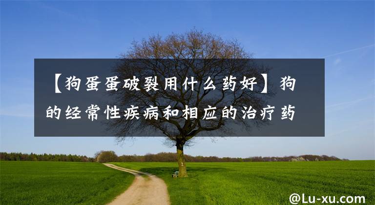 【狗蛋蛋破裂用什么药好】狗的经常性疾病和相应的治疗药物值得收藏。