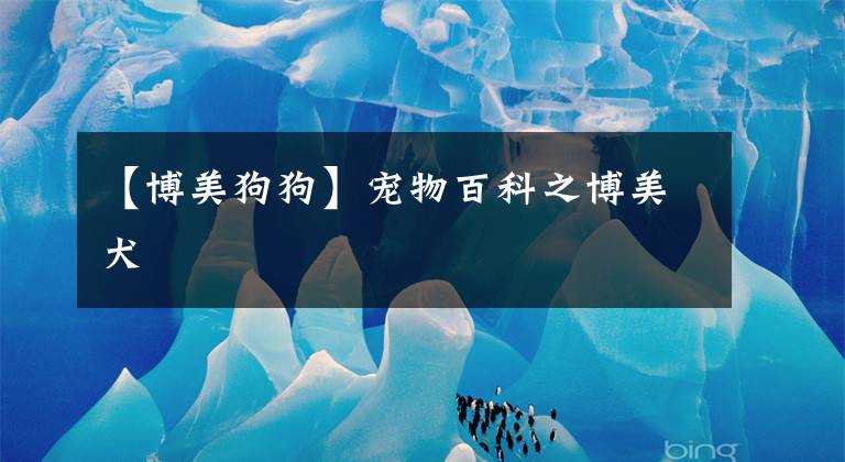 【博美狗狗】宠物百科之博美犬