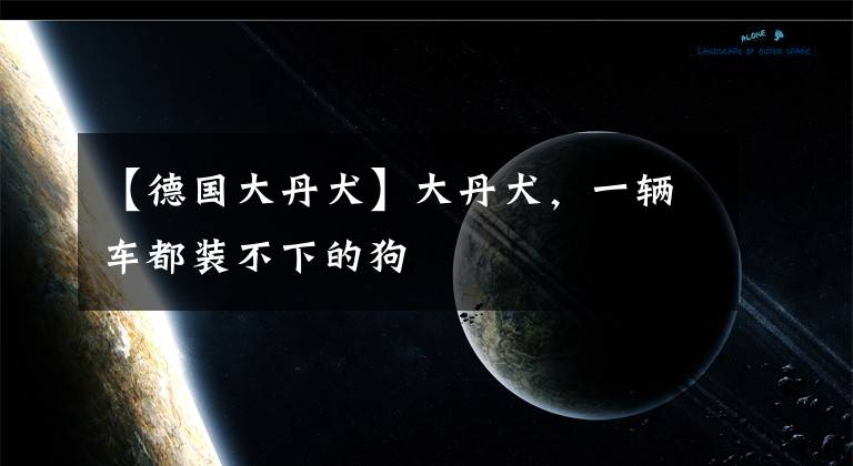 【德国大丹犬】大丹犬，一辆车都装不下的狗