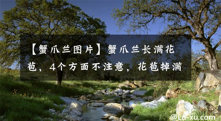 【蟹爪兰图片】蟹爪兰长满花苞，4个方面不注意，花苞掉满地