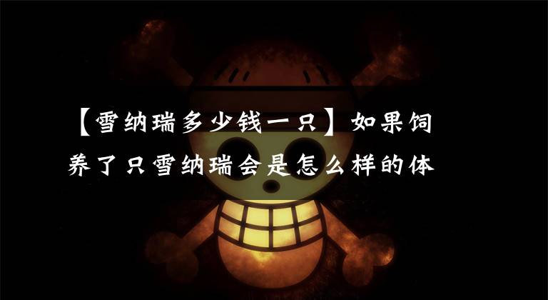 【雪纳瑞多少钱一只】如果饲养了只雪纳瑞会是怎么样的体验？看完算是涨见识了