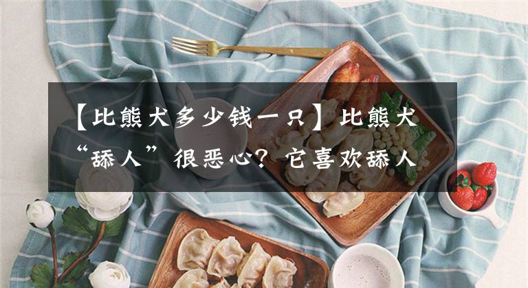 【比熊犬多少钱一只】比熊犬“舔人”很恶心？它喜欢舔人的原因，你知道几个？