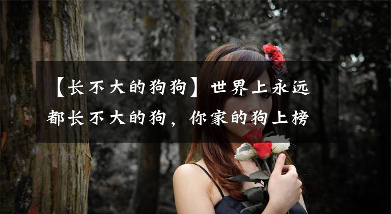 【长不大的狗狗】世界上永远都长不大的狗，你家的狗上榜了吗？