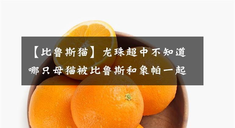 【比鲁斯猫】龙珠超中不知道哪只母猫被比鲁斯和象帕一起看中了，现在这只母猫弄的两兄弟都成仇人了