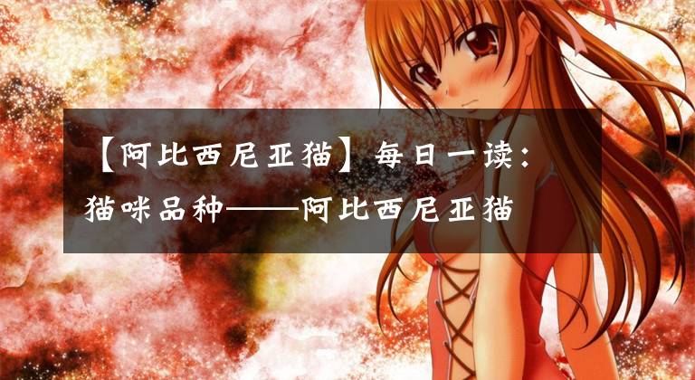 【阿比西尼亚猫】每日一读：猫咪品种——阿比西尼亚猫