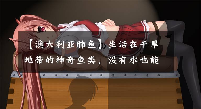 【澳大利亚肺鱼】生活在干旱地带的神奇鱼类，没有水也能活三五年，还能自制冷冻仓