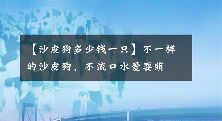 【沙皮狗多少钱一只】不一样的沙皮狗，不流口水爱耍萌