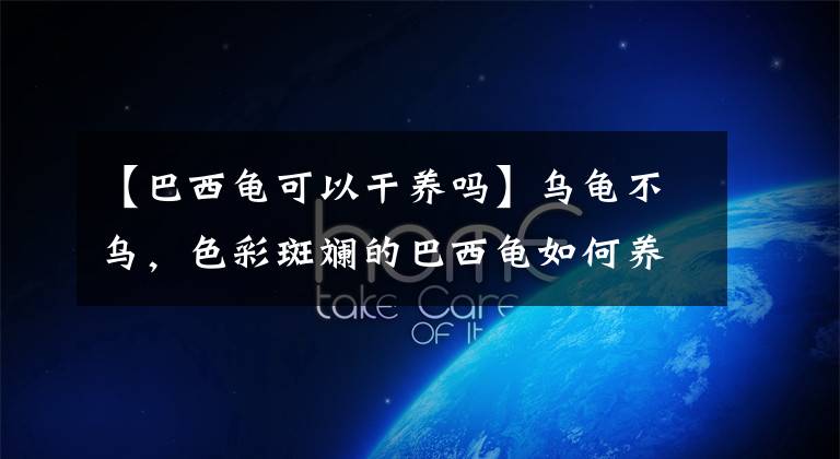 【巴西龟可以干养吗】乌龟不乌，色彩斑斓的巴西龟如何养护？