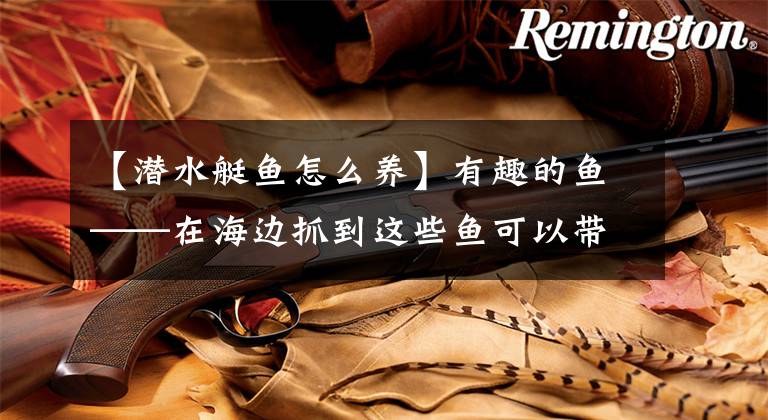 【潜水艇鱼怎么养】有趣的鱼——在海边抓到这些鱼可以带回家放心用自来水养