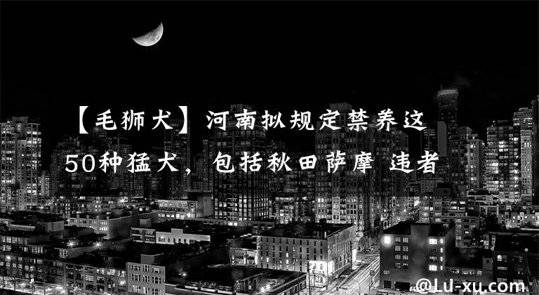 【毛狮犬】河南拟规定禁养这50种猛犬，包括秋田萨摩 违者最高罚万元
