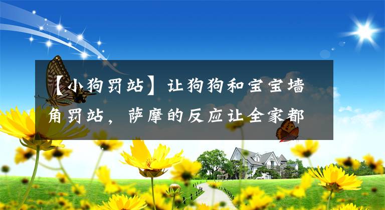 【小狗罚站】让狗狗和宝宝墙角罚站，萨摩的反应让全家都笑晕了