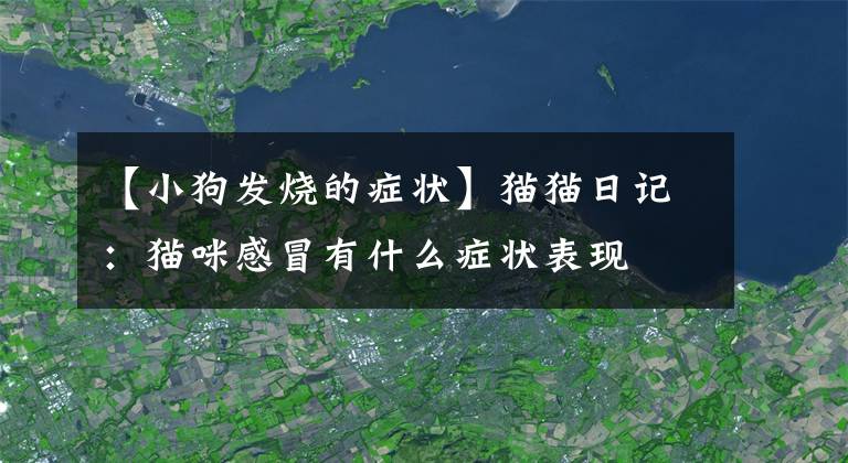 【小狗发烧的症状】猫猫日记：猫咪感冒有什么症状表现