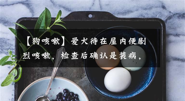 【狗咳嗽】爱犬待在屋内便剧烈咳嗽，检查后确认是装病，只为获得主人关注！