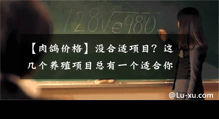 【肉鸽价格】没合适项目？这几个养殖项目总有一个适合你！