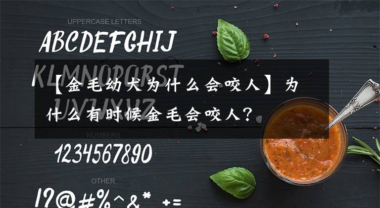 【金毛幼犬为什么会咬人】为什么有时候金毛会咬人？