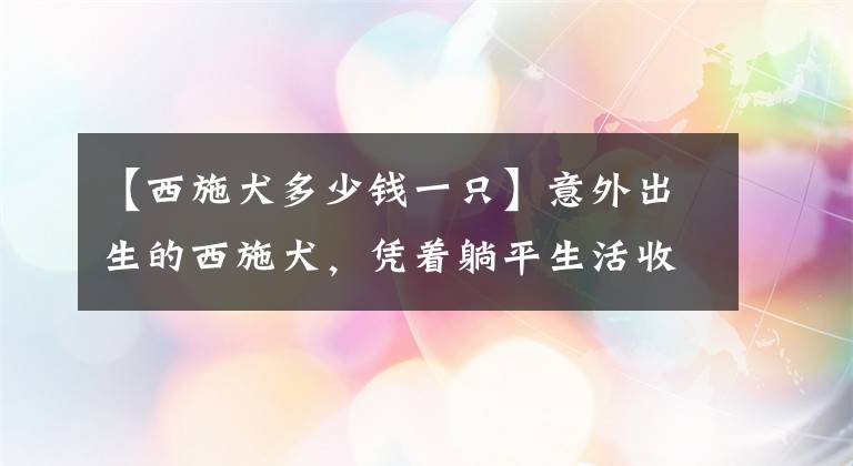 【西施犬多少钱一只】意外出生的西施犬，凭着躺平生活收获40万粉丝，人见人爱令人羡慕