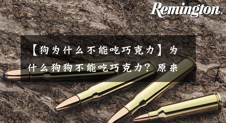 【狗为什么不能吃巧克力】为什么狗狗不能吃巧克力？原来真的是这样
