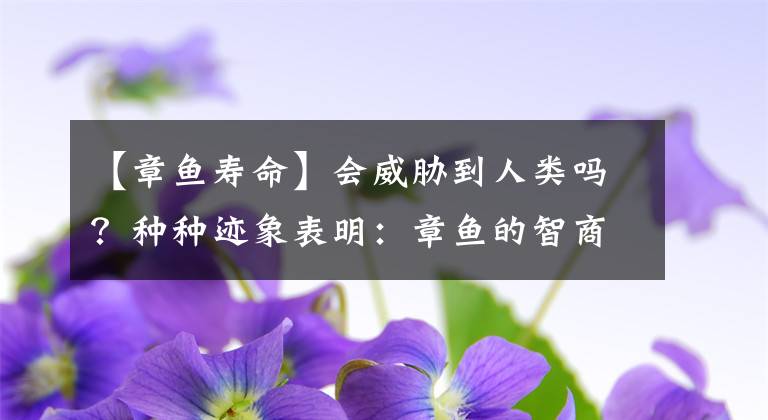 【章鱼寿命】会威胁到人类吗？种种迹象表明：章鱼的智商已“超乎人类想象”