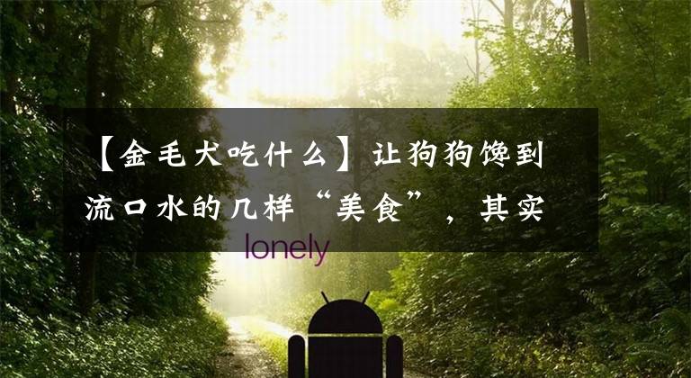 【金毛犬吃什么】让狗狗馋到流口水的几样“美食”，其实它都能吃