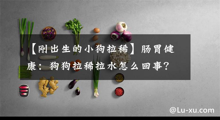 【刚出生的小狗拉稀】肠胃健康：狗狗拉稀拉水怎么回事？狗狗拉水样稀便的处理