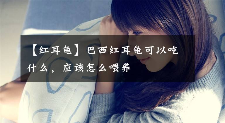 【红耳龟】巴西红耳龟可以吃什么，应该怎么喂养
