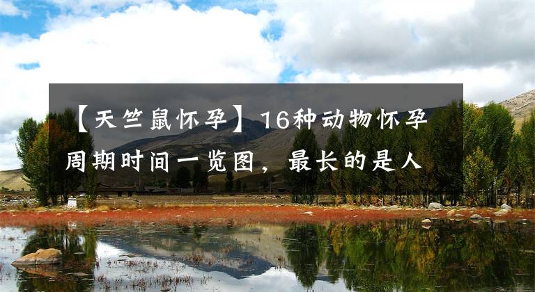 【天竺鼠怀孕】16种动物怀孕周期时间一览图，最长的是人类两倍