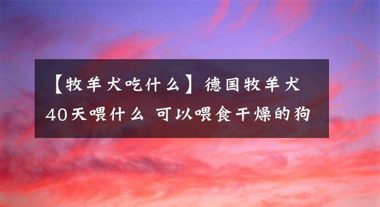 【牧羊犬吃什么】德国牧羊犬40天喂什么 可以喂食干燥的狗粮