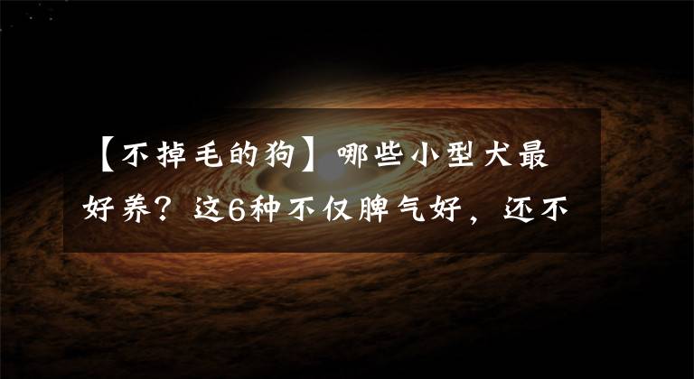 【不掉毛的狗】哪些小型犬最好养？这6种不仅脾气好，还不掉毛