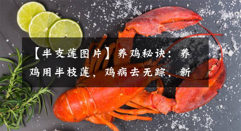 【半支莲图片】养鸡秘诀：养鸡用半枝莲，鸡病去无踪，新手必备