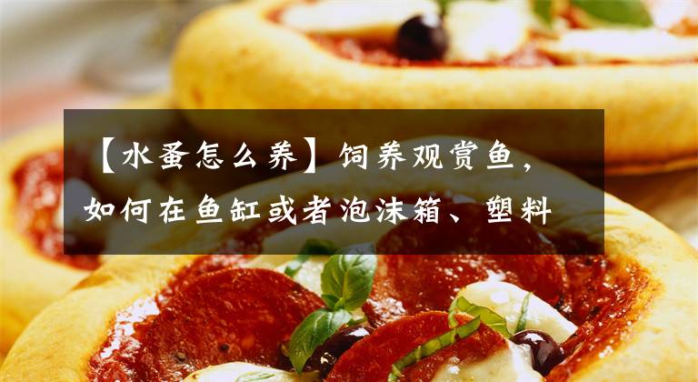 【水蚤怎么养】饲养观赏鱼，如何在鱼缸或者泡沫箱、塑料桶里来繁殖鱼虫？