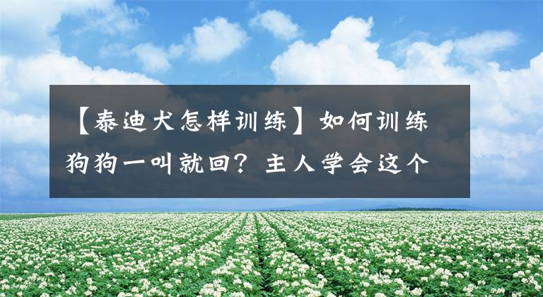 【泰迪犬怎样训练】如何训练狗狗一叫就回？主人学会这个方法，再也不怕狗狗乱跑