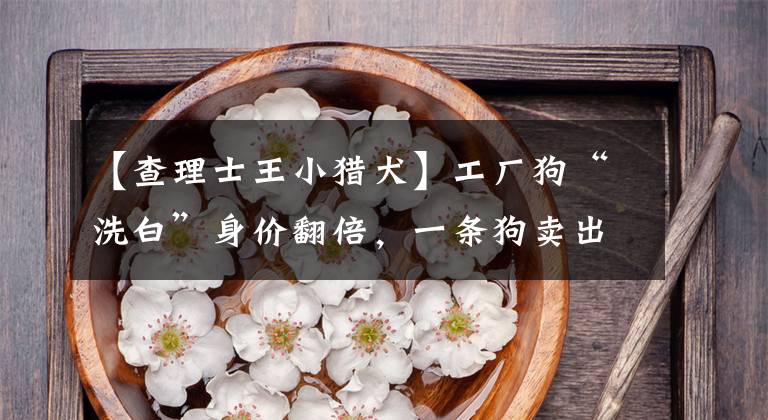 【查理士王小猎犬】工厂狗“洗白”身价翻倍，一条狗卖出1万美元，拍卖会“救”狗，是善举还是作秀？