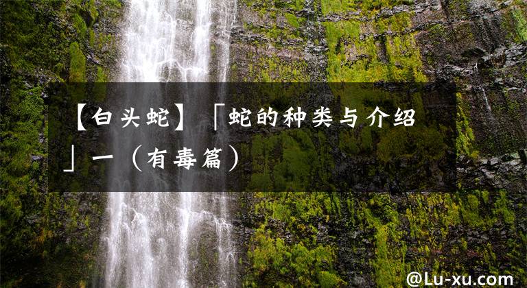 【白头蛇】「蛇的种类与介绍」一（有毒篇）