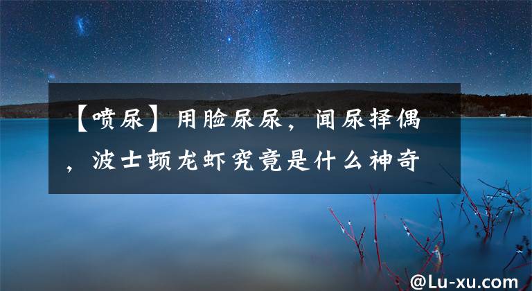 【喷尿】用脸尿尿，闻尿择偶，波士顿龙虾究竟是什么神奇物种？
