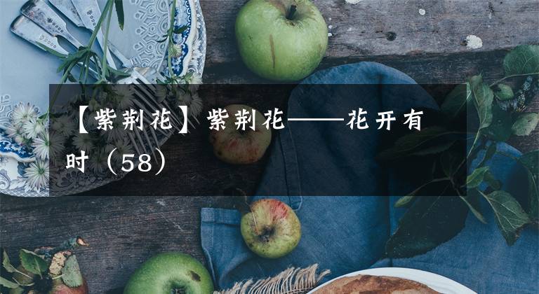 【紫荆花】紫荆花——花开有时（58）