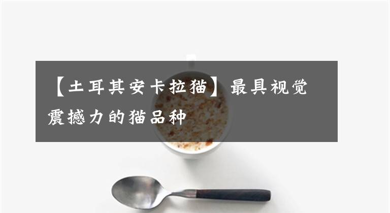 【土耳其安卡拉猫】最具视觉震撼力的猫品种