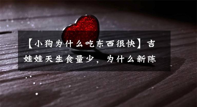 【小狗为什么吃东西很快】吉娃娃天生食量少，为什么新陈代谢快？